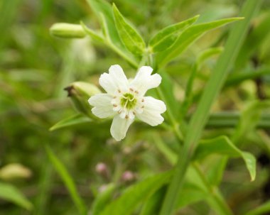 Silene nivea (Karlı Campion) Kuzey Amerika yerlisi Yaban Çiçeği