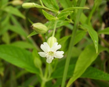 Silene nivea (Karlı Campion) Kuzey Amerika yerlisi Yaban Çiçeği