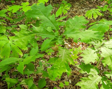 Meşe Arısı Yaban Arısı Safra Bitkisi Büyümesi 