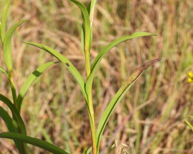 Solidago riddellii (Riddell 's Goldenrod) Kuzey Amerika yerlisi Yaban Çiçeği