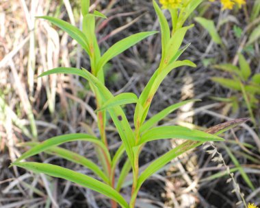 Solidago riddellii (Riddell 's Goldenrod) Kuzey Amerika yerlisi Yaban Çiçeği