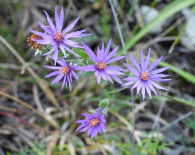 Symphyotrichum sericeum (İpeksi Aster) Doğal Kuzey Amerika Yabani Çiçeği
