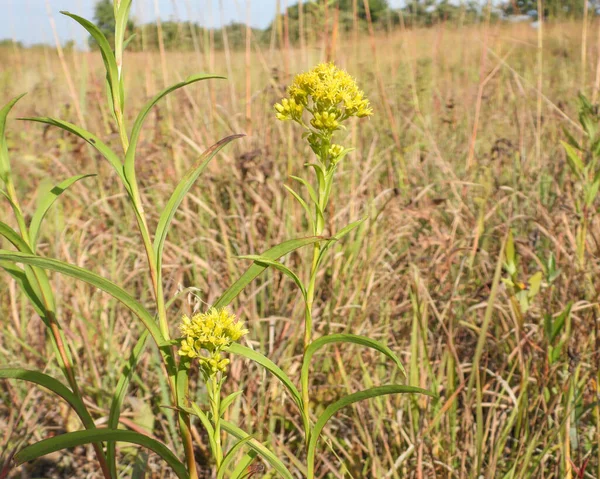 Solidago riddellii (Riddell 's Goldenrod) Kuzey Amerika yerlisi Yaban Çiçeği