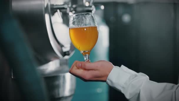 Verre Avec Bière Légère Artisanale Main Homme Intérieur Atelier Brasserie — Video