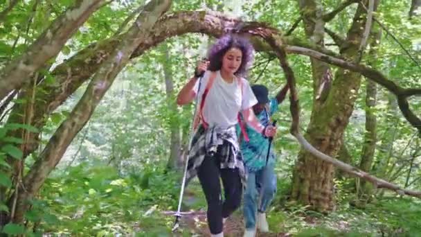 Explorers Hikers Couple Diversity Afroamerican Man Woman Hike Forest Tree — Vídeo de Stock
