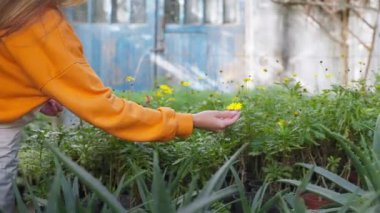 Sarı çiçeğe dokunan kadın bahçıvan serada çalışıyor, yakın plan. Agronomist botanikçi bilim adamı seradaki ekimi geliştirmek için bitkileri inceliyor. Bahçıvanlık tarım sektörü konsepti.