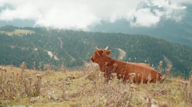 Sağlıklı safkanlar çiğneyen vahşi kahverengi inekler pitoresk dağ vadisinde çimen yiyorlar. Tasasız, büyük sığır hayvanı doğada yaşar. Sıcak, güneşli bir günde çayırda otlayan inek..