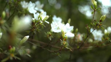 Yeşil yapraklar arasında ağaç dalları üzerinde bir sürü beyaz güzel küçük çiçekler. Çiçek, bahçe ve dekoratif ağaçlar, bahçe konsepti. Doğada gelişen zaman. Ağaçta açan bahar çiçekleri.
