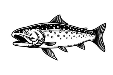 Beyaz arkaplanda Kuzey Kutbu Char Balık Vektör Sanatı ve Resimleri