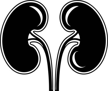 Bir çift böbrek vektörünün siyah siluet vektör simgesi beyaz zemin üzerinde Art & Illustration