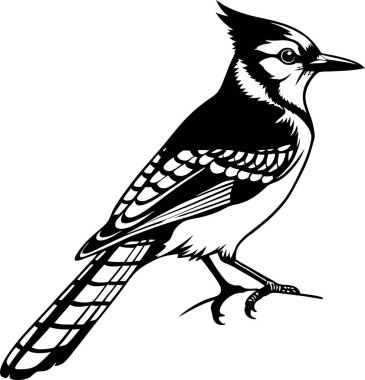 Beyaz arkaplanda Mavi Jay Siluet Sanat ve Görüntü vektörü