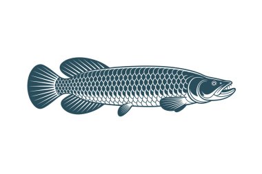  Arapaima vektörü Sanat & İllüstrasyon