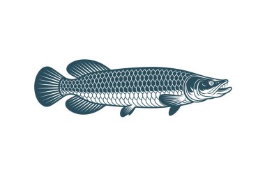  Arapaima vektörü Sanat & İllüstrasyon