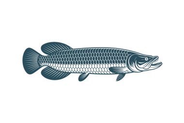  Arapaima vektörü Sanat & İllüstrasyon