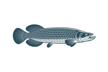  Arapaima vektörü Sanat & İllüstrasyon