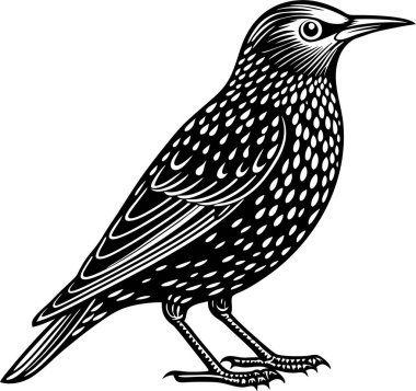 Ortak Starling Silüet Vektör Sanatı & İllüstrasyonu