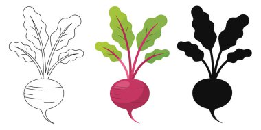 Pancar kökünün üç farklı çizimi beyaz bir arkaplanda sunulmaktadır. İlki pancarın ana hatlarını ve yapraklarını gösteren basit bir çizim. İkincisi, canlı pembemsi kırmızı kökü ve yeşili içeren renkli bir resim.