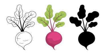 Bu resim beyaz bir arka planda pancar kökünün üç farklı temsilini gösterir. Solda, pancar kökünün yapraklarıyla birlikte siyah beyaz bir tasviri var. Ortadaki resim canlı pembe kök ve yeşile sahip renkli bir versiyonu gösteriyor.