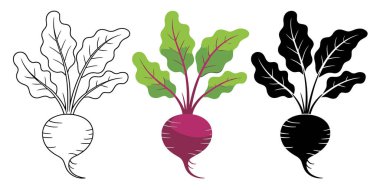 Bu resim beyaz bir arka planda pancar kökünün üç farklı illüstrasyonunu gösterir. En soldaki çizim pancar kökü ve yapraklarının detaylı yapısını gösteren siyah ve beyaz bir çizgi. Orta illüstrasyon renkli bir ver