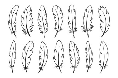 Dekoratif tüylerin on iki siyah beyaz çizgi çizgisi çizimi. Her tüy, dikenleri ve uçlarında değişik derecelerde detaylarla şekil ve boyutta eşsizdir. Beyaz bir arkaplanda sunulurlar, diğerlerinden izole bir şekilde. 