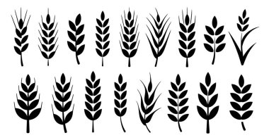 Beyaz arka planda on sekiz adet siyah buğday sapı koleksiyonu sergilenmektedir. Yaprak sıralamalarında ve genel şekliyle saplar biraz farklılık gösterirken, bazıları daha ince ve diğerleri daha dolgun görünür. Her siluet bir sol.