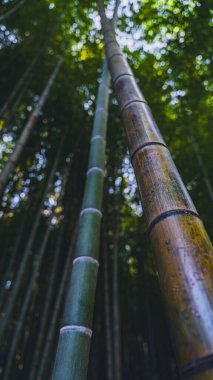 Ön planda, dokulu bambu gövdesi güneş ışığında yukarı doğru uzanan parlak bir yüzeye sahiptir ve arka planda bambu koruluğunun yumuşak bir alacakaranlığı vardır..