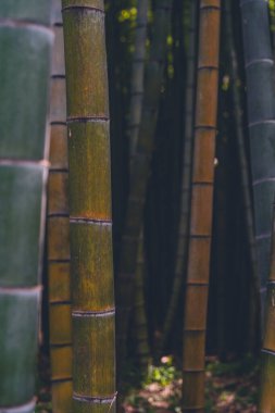 Picturesque bamboo stems with beautiful texture in the gentle twilight of the bamboo grove bathed in soft, diffused daylight. clipart