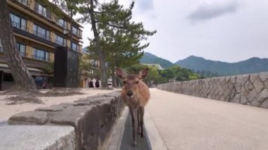 Meraklı bir geyik, kameranın yavaş hareketini takip ederek Japonya 'da huzurlu bir yolda zarifçe yürüyor.. 