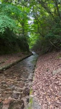 Japonya 'da bir orman deresi boyunca sakin bir yürüyüş, yapay taştan bir kanal üzerinden yavaşça akan suları takip eder.. 