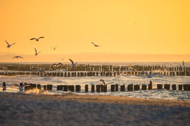 Güneş alçaldıkça, martılar zarif bir şekilde altın denizin üzerinde süzülür. Sıcak renklerle gökyüzünü boyarlar..