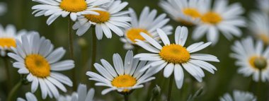 Baharda yemyeşil bir tarlada filizlenen beyaz Daisy.