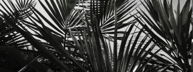 Tall Palm Tree in Black and White