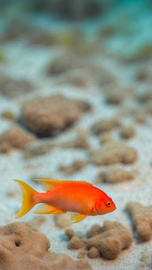 Anthias Balığı, sualtı geçmişi