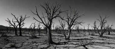 Dead Trees in the Desert clipart