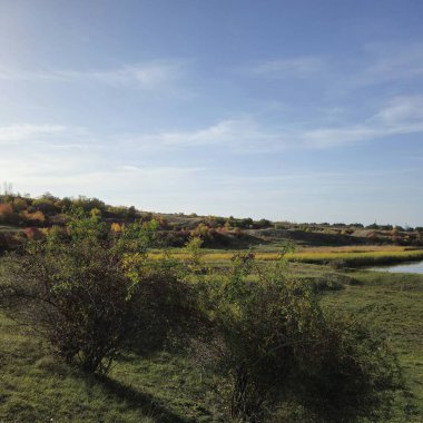 Ormanda sonbahar manzarası.