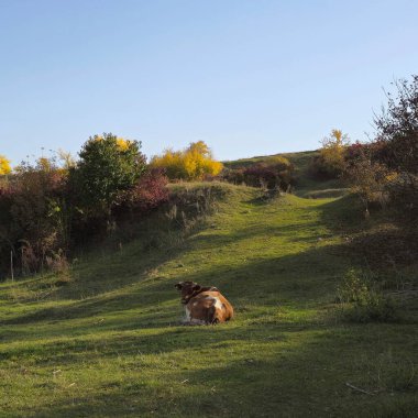 Dağlardaki ormanda bir köpek
