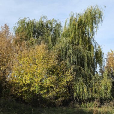 Sonbahar ormanındaki ağaçlar