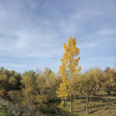 Ağaçlar ve yapraklarla dolu güzel sonbahar manzarası
