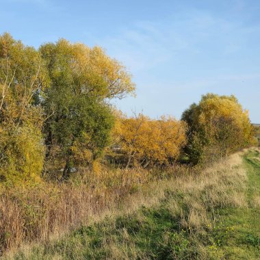 Ağaçlar ve yapraklarla dolu sonbahar manzarası