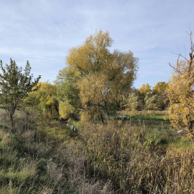Ağaçlar ve yeşil otlarla dolu sonbahar manzarası