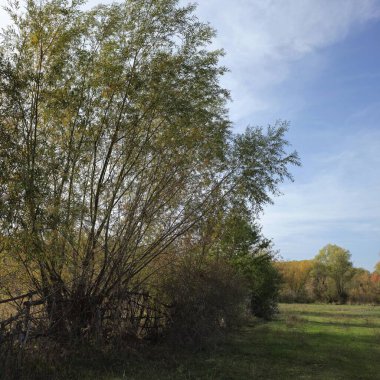 Ağaçlar ve ormanlarla dolu sonbahar manzarası