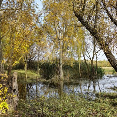 Ağaçlar ve yapraklarla dolu sonbahar manzarası
