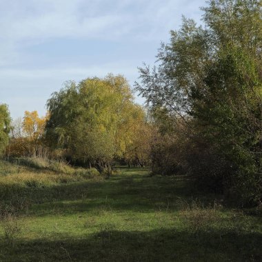 Ağaçlı ve ağaçlı güzel bir manzara.