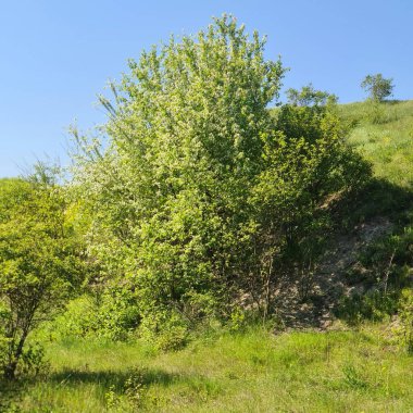 green spring landscape in the mountains