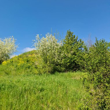 Gündüz vakti ağaçlar ve yeşilliklerle çevrili yeşil bir alanın dikey görüntüsü.