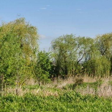 Ormanda yeşil çimenler