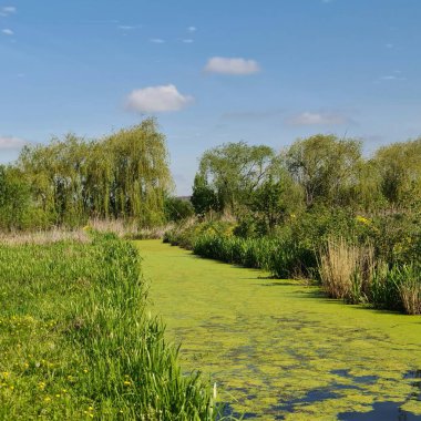 Güzel yeşil çimenleri olan küçük bir gölet.