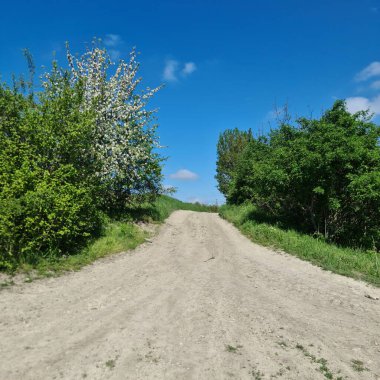 Güzel bir manzara Ağacı ve mavi gökyüzü