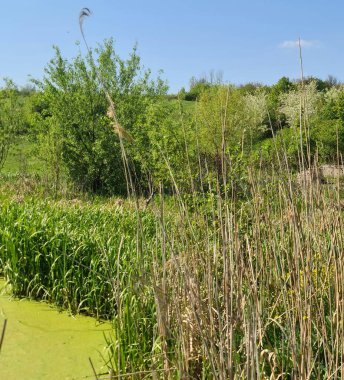 Parktaki nehrin güzel manzarası