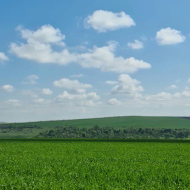 Yeşil buğday alan mavi gökyüzü ile
